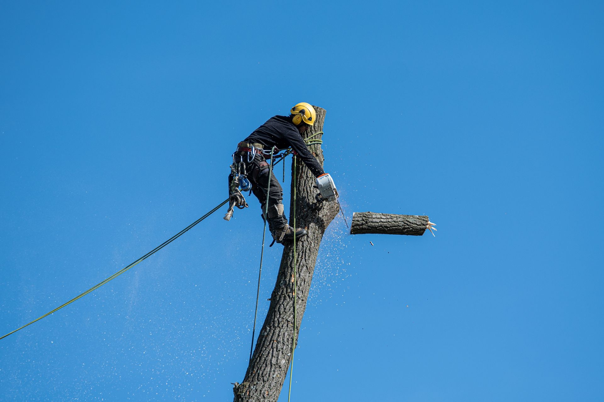 Arborist safely removing a tree section in Huntsville, AL